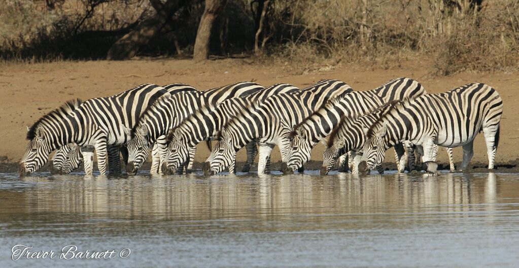 zebras drinking 