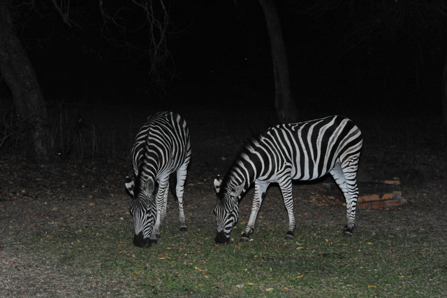 now only two grazing Zebras