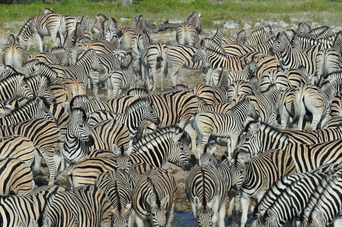 zebras herds at Okaukuejo waterhole