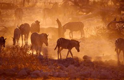 Zebras at Okaukuejo waterhole