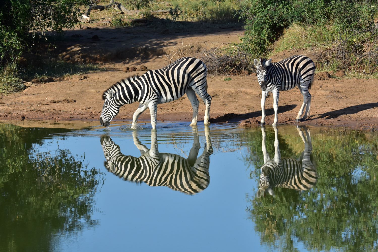 zebras reflection at a dam in Madikwe Game Reserve zebras reflection at a dam in Madikwe Game Reserve