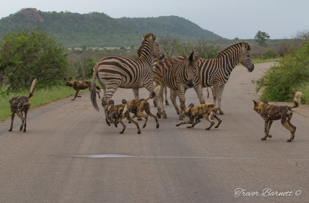 zebras and wild dogs