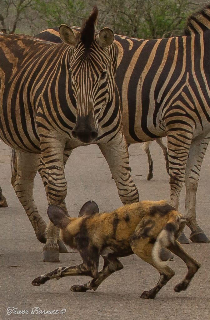 zebras and wild dog